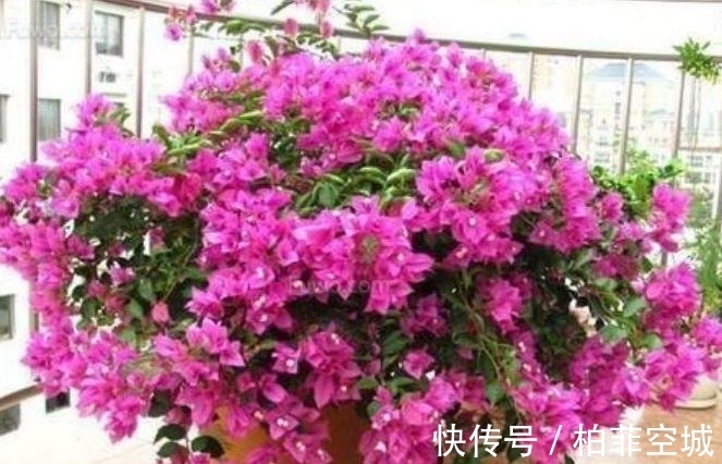 5种花养阳台,浇点水就狂开花,开成花海,邻居看了都羡慕!