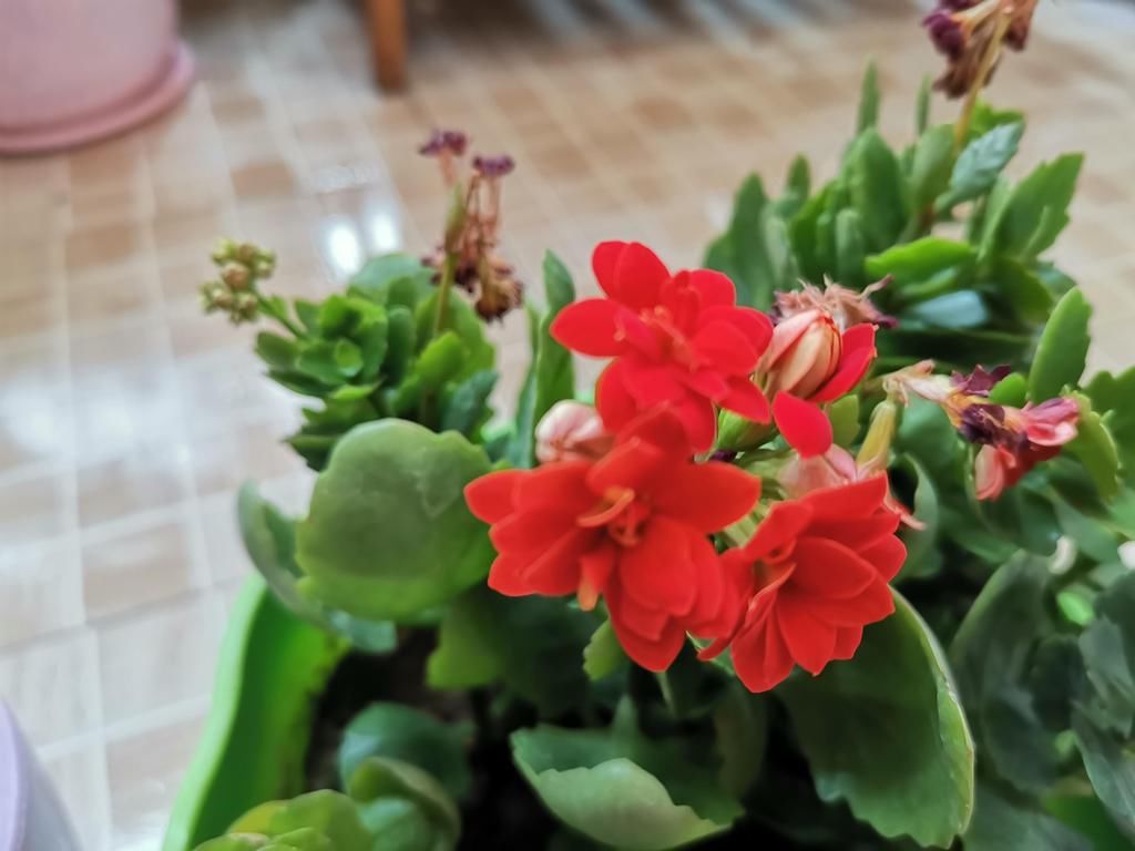  好看|长寿花好看却养不好，对照这“7点”，来看看问题出在哪？