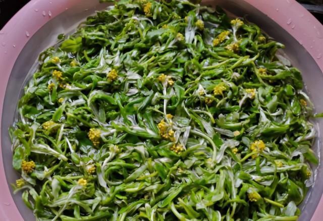 3月,碰到要多采的花,剁碎了一揉一蒸,比油糕好吃,错过可惜了