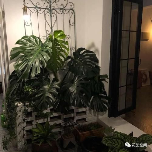 开春,买花小心“3个坑”,早知道早避免,少花冤枉钱!