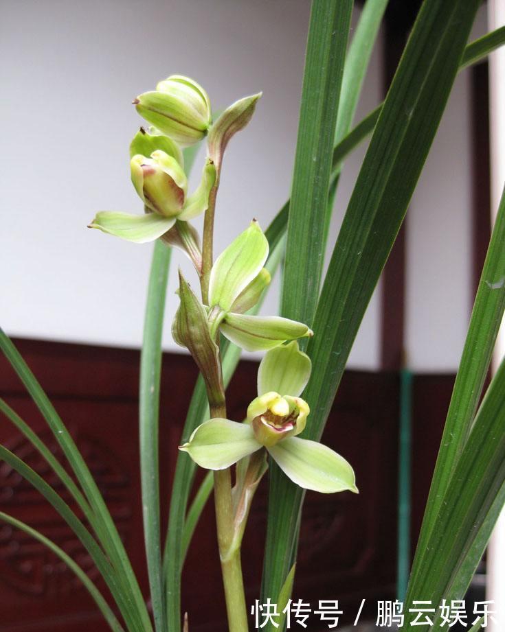 硫酸亚铁|兰花喜欢“三垃圾”，土里埋一点，不烂根猛窜芽，爆出一圈大花苞