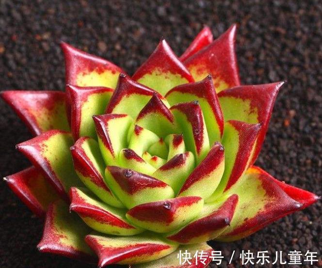 喜欢多肉推荐你养这6种,冬天上色红彤彤,吉祥喜庆惹人爱