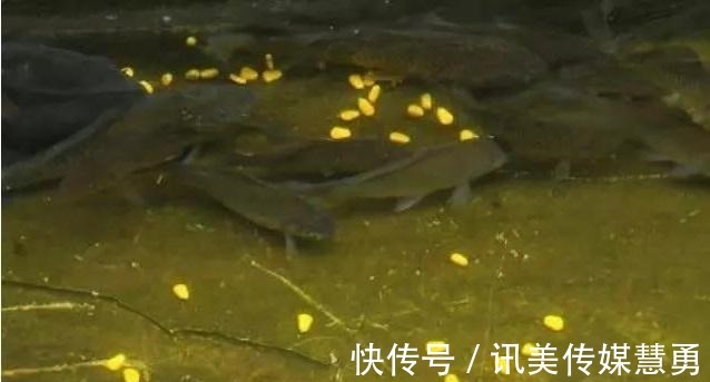 秘诀|玉米钓鱼有秘诀？看别人用就能上钓大鱼，为何你至今一条没钓到