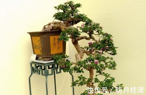 肥料|三角梅的养护方法太多了，能开花就是好方法