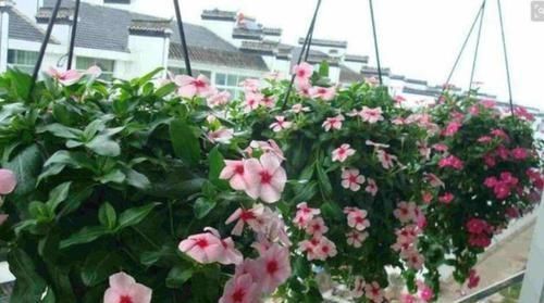 阳台最适合养3种花,30天不浇水照样生长,一年开花不断