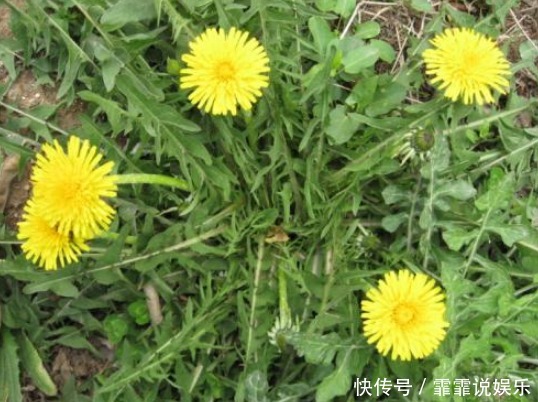 不宜食用|蒲公英泡水百利但有3害,很多人不清楚,现在清楚还不晚,了解下