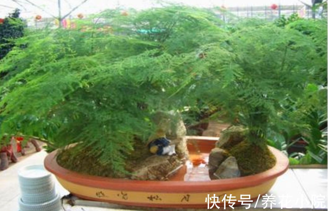 文竹叶子发黄，多是3个方面没做对，该如何解决呢？