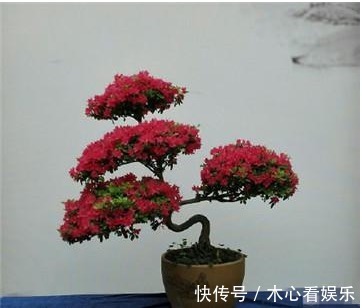 杜鹃花|杜鹃开花后,需要怎么处理,做好以下几点,来年爆盆太简单!