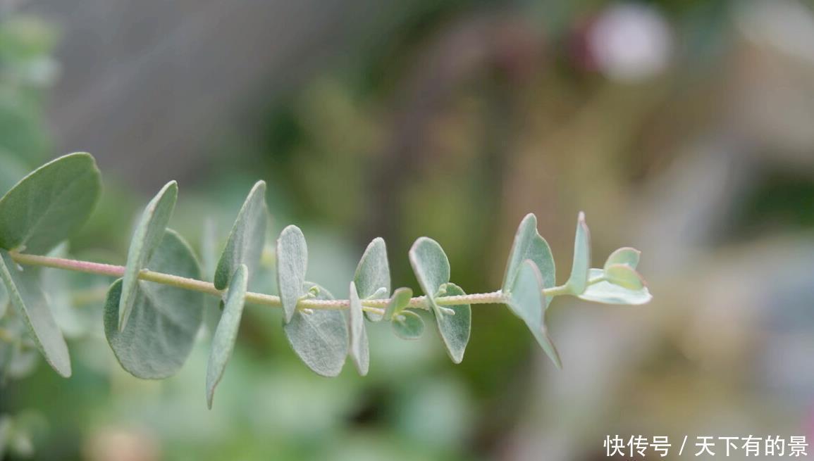 花卉养不好,不如养盆尤加利吧!冬季这样养,不黑腐还枝繁叶茂