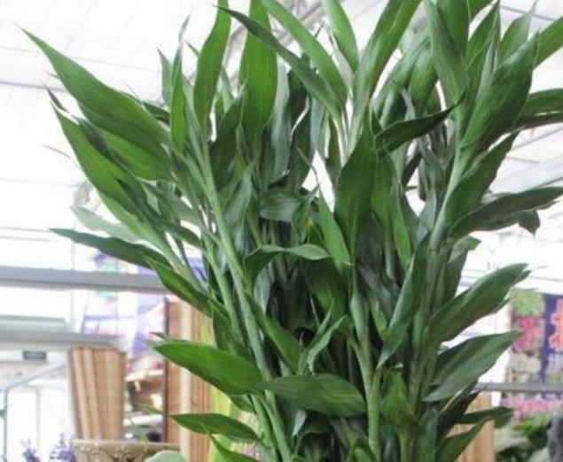 现在就养3种花,好养招财又旺人,人旺事业顺,财源滚滚!