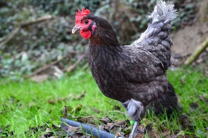  票选|票选平昌十大特产，什么是你的所爱~