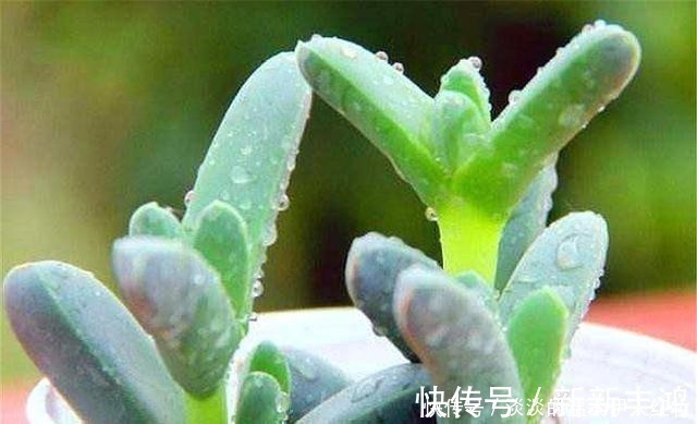 越冬|多肉鹿角海棠越冬技巧,牢记“3个不要”,叶子饱满,轻松爆盆