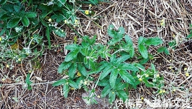 本草便读|根似人参却不是“参”,长在农村过去常忽视,如今20元一斤