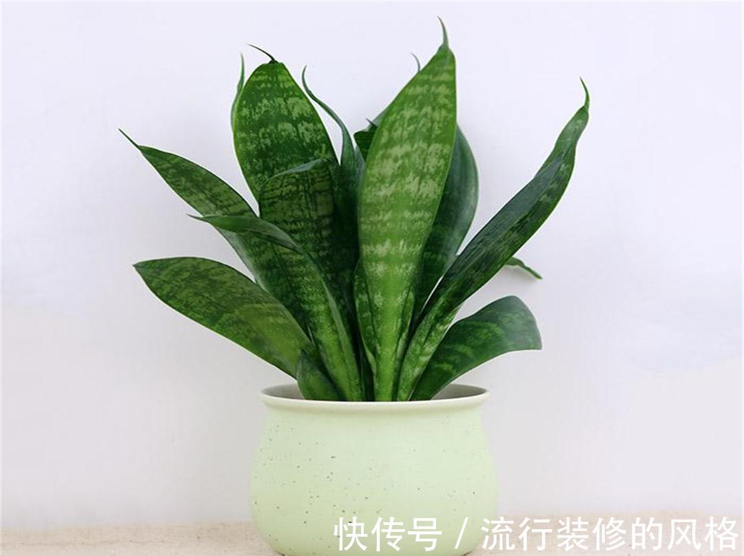 这5种植物不挑剔环境,好活又漂亮,园艺小白练手正合适