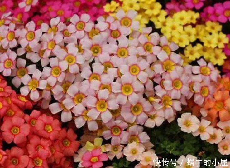 4种花很好养，耐热耐晒更耐旱，花朵多花期长