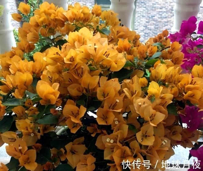 冬天别冷落了三角梅,做好3步,来年狂长新芽,爆花大半年!