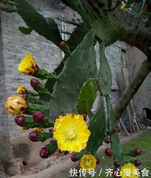 30年的仙人掌长成“仙人树”,霸气侧漏,多少钱也不卖