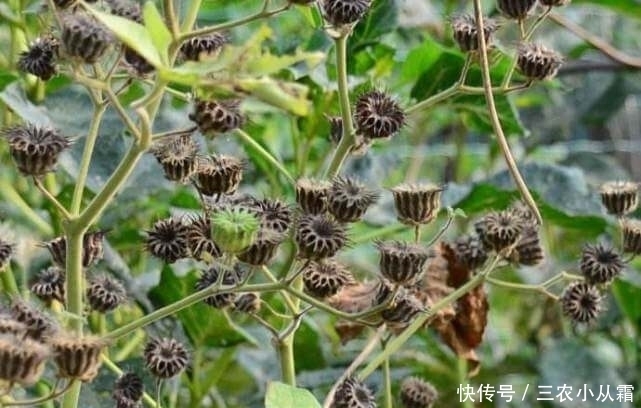 农村有一种野果,价值很珍贵,对治疗耳鸣非常有效