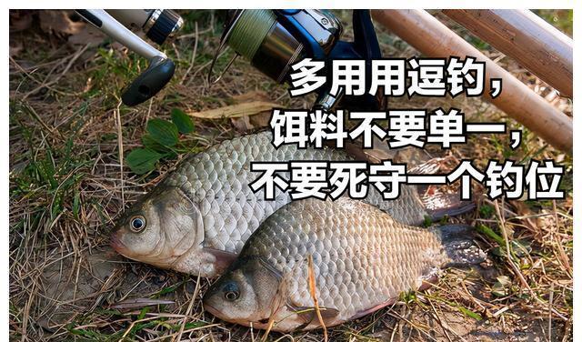 鲫鱼不开口怎么办,4招搞定,轻松上鱼不麻烦,一天大半桶没商量