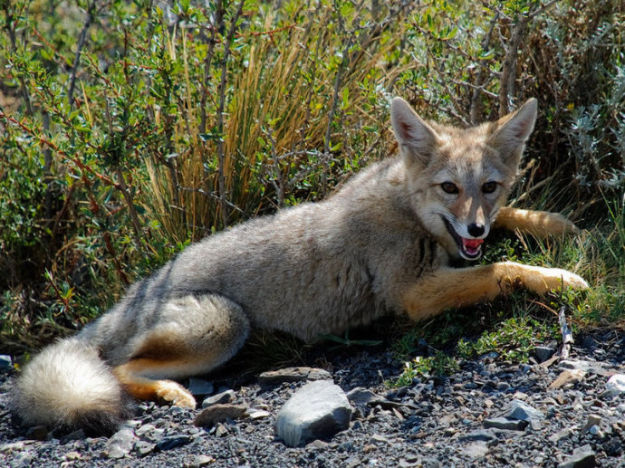 动物世界犬科狐亚科伪狐属之阿根廷狐山狐图集