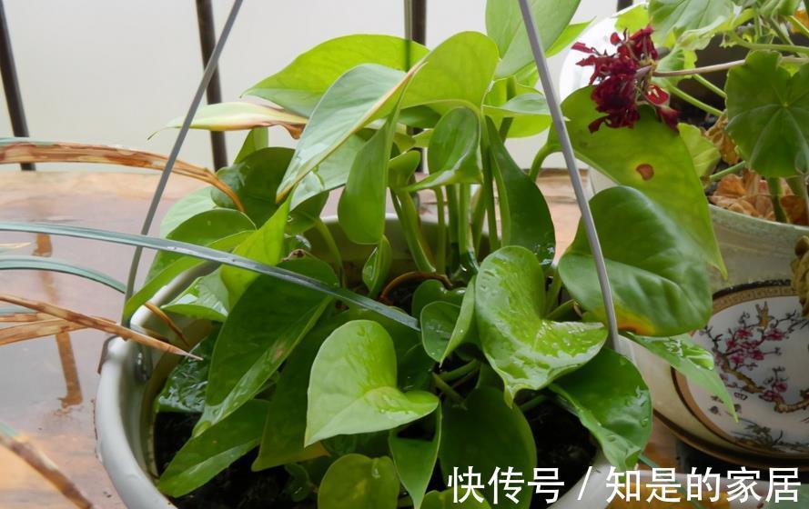 浇灌|啤酒水、淘米水、白醋水养绿萝,该怎么用,防治黄叶、精神萎靡