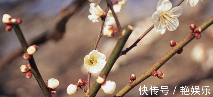 追求者|“狐狸精”转世的属相女，智慧与美貌并存，让女人羡慕嫉妒恨