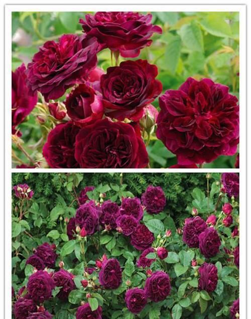  带有|比“手掌”还大的3款月季，花色十分美艳，带有强香，阳台党必养