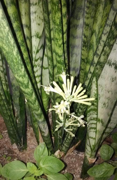 秋天养虎皮兰,盆里放一点它,叶肥厚苍翠,侧芽多,越长越旺盛