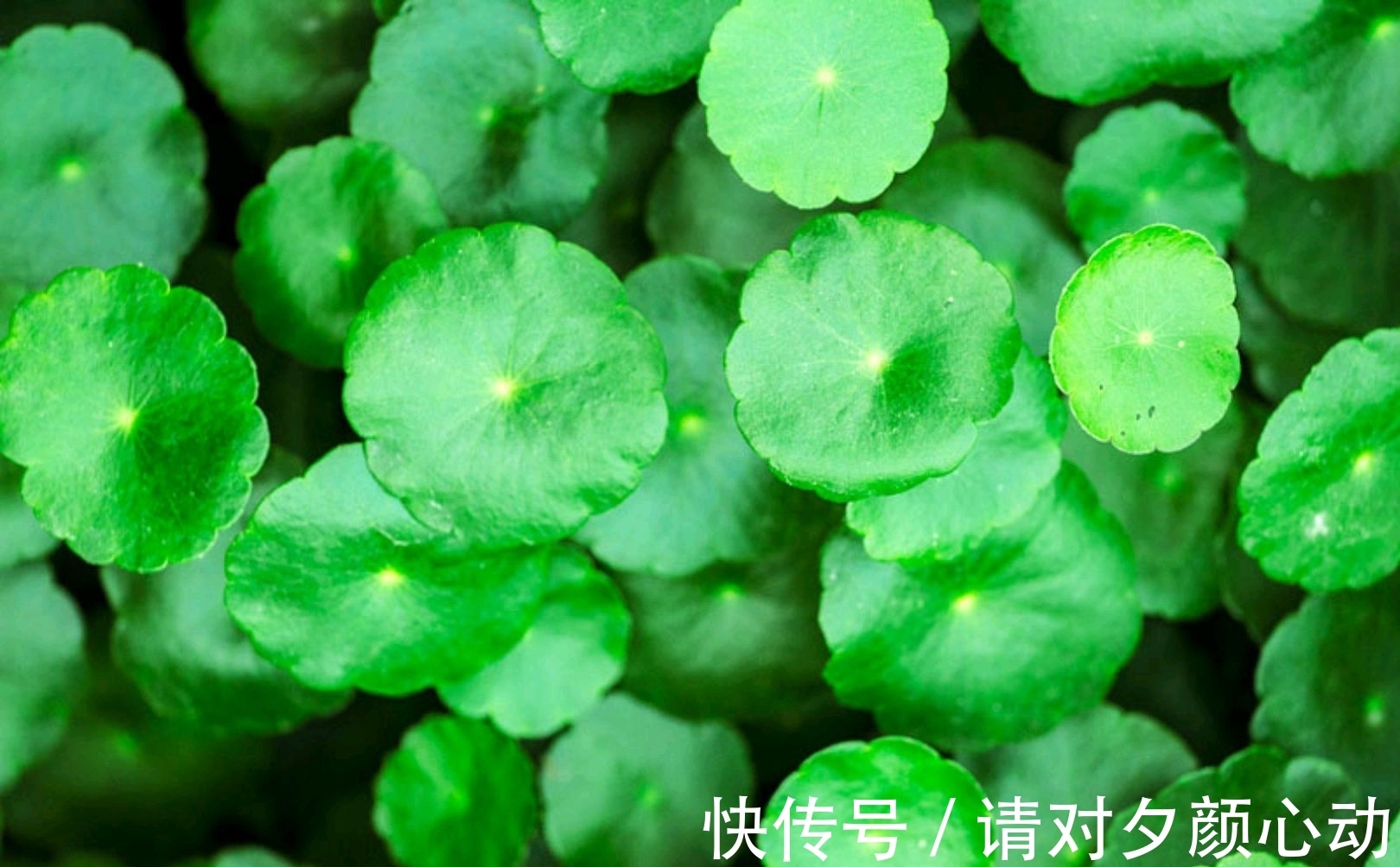 9种养不死的花,绿萝只能排最后,再养不活就剁手吧