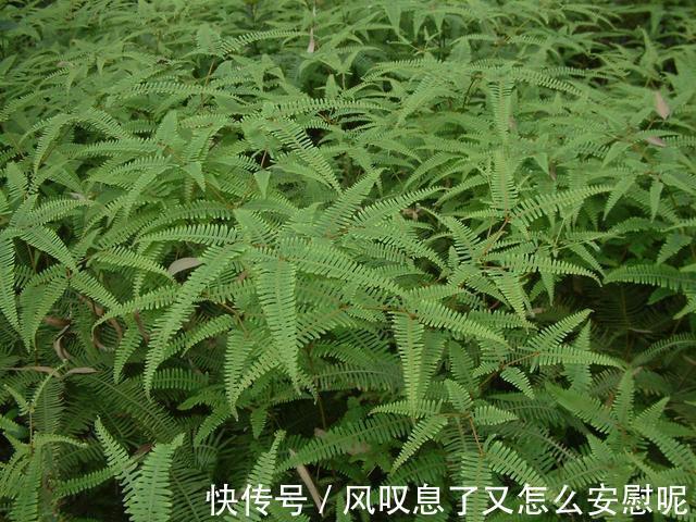 野草|农村野草背上长着“金珠”，蒜农喜欢！用处很多，你瞅过吗
