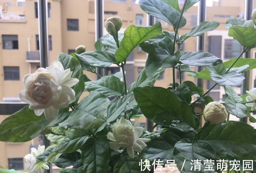 浇水|养虎头茉莉,天热处理好这3点,天一转凉,盆栽状态越来越好