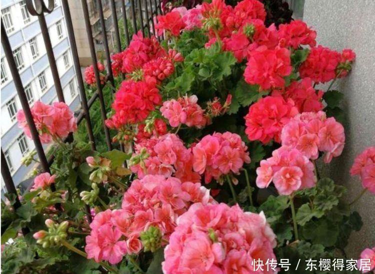 天竺葵|号称开花小能手的4种花卉,漂亮又好养,全年开花不断