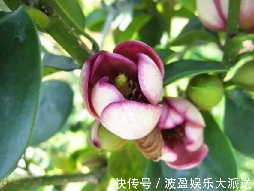 自带香味的“4种花”，比香水还好闻，养一盆满屋香喷喷，心情好