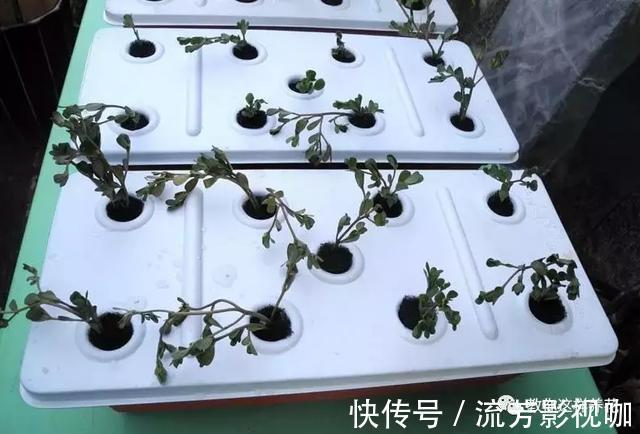 可口|1种野菜含钾高,阳台就能种,年年可摘,好吃可口!