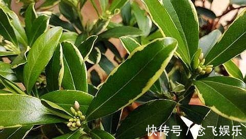 肥料|瑞香不会养抓住几个“关键点”,叶片绿油油,开出“祥瑞之花”