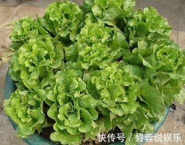 韭菜|最适合在家种的三种蔬菜，一盆长满一大片，够全家吃一冬！