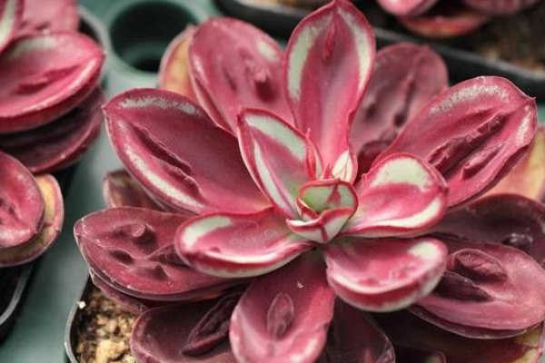 想让多肉变变色,只要做好三件事,下一秒效果绝对惊艳