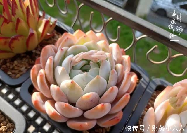 揭秘：那些干净又温暖的多肉照片从哪里来？