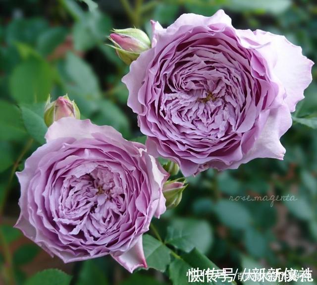 花型|25款勤花又好养的月季品种推荐。新手一定要来一颗，盆栽地栽都行