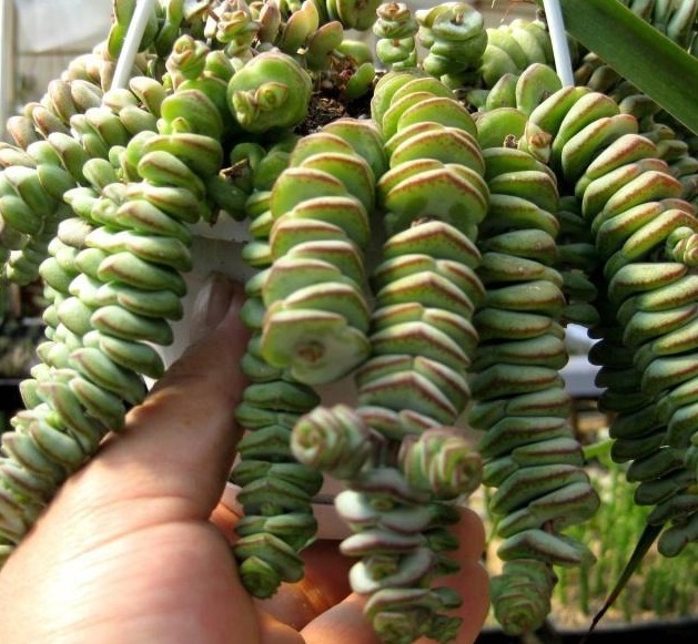 多肉植物钱串子,注意几点,养得好才颜值高,家里养一盆,招财!