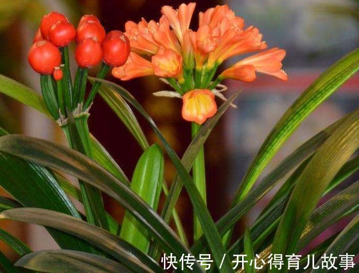 秋后养君子兰,喂上2种肥,注意3个细节,保准开花多长势旺