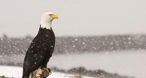 鹰的重生，折翅飞行，这些鹰的传说，都是真的吗？