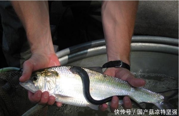 不知所措|男子夜钓发现怪异生物, 捞上不知所措, 网友: 油炸最美味