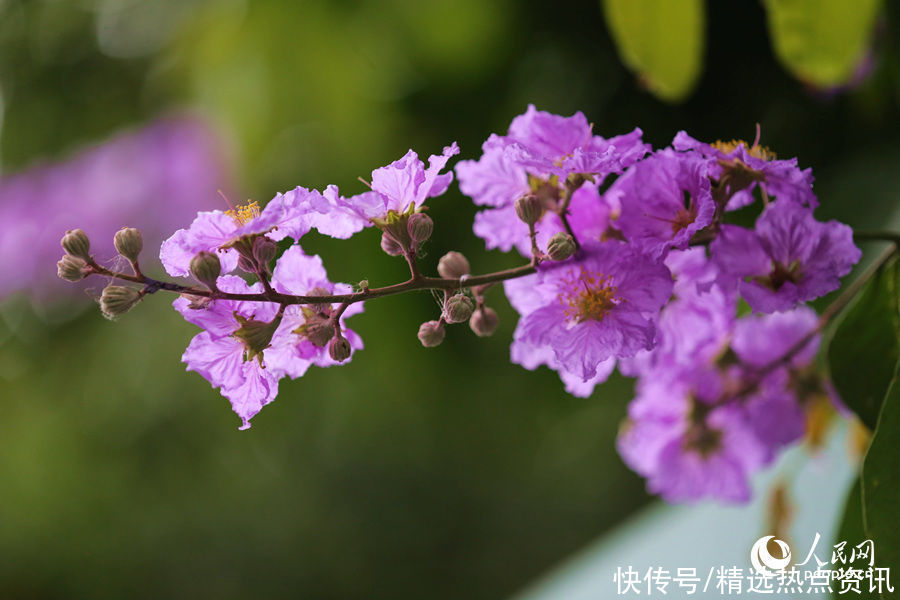 枝头|“紫薇仙子”展露枝头 福建厦门街头一派浪漫景象