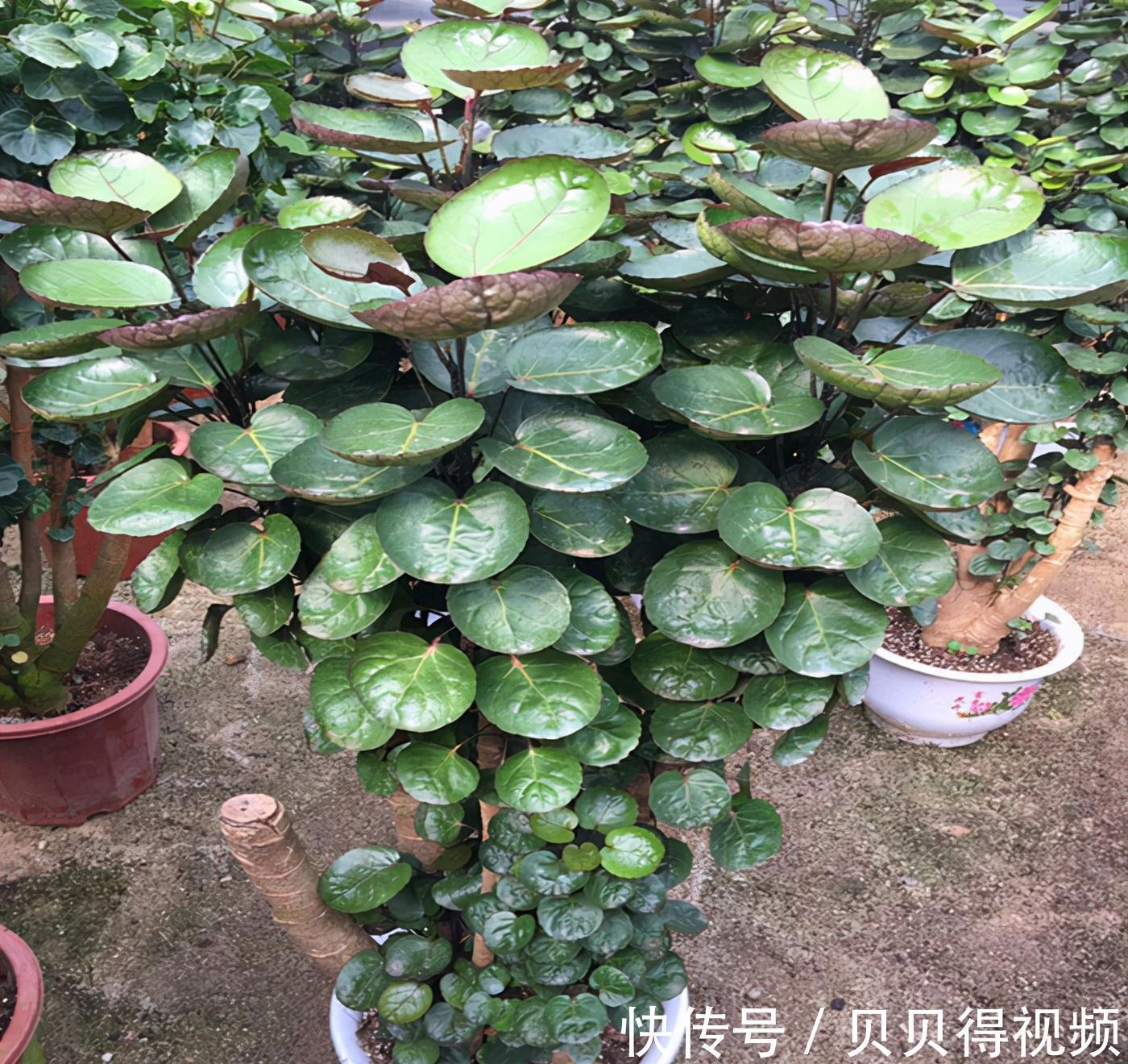 6种“聚财花”,养在家里好兆头,漂亮又大气,还有好运满满