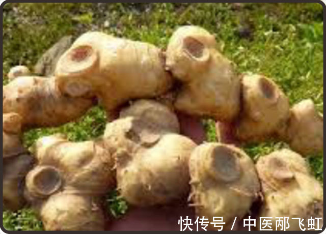 老虎姜|黄精的功效与副作用