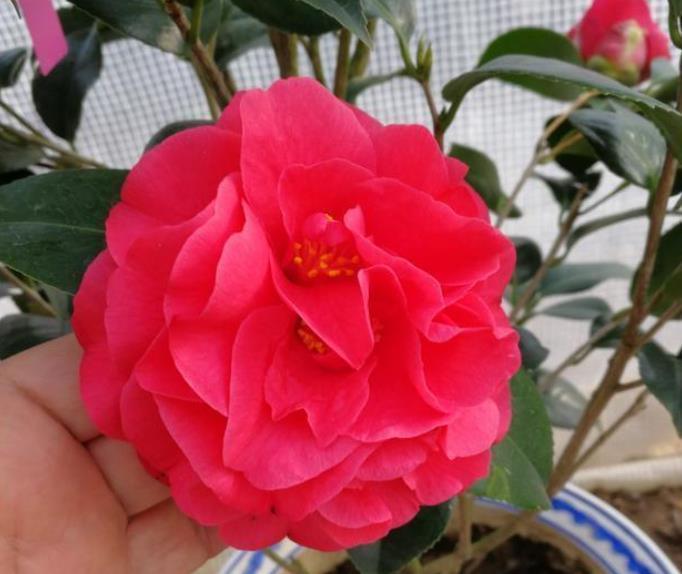 茶花|拜拜了月季花,茶花新品种火了,花朵比盘子大