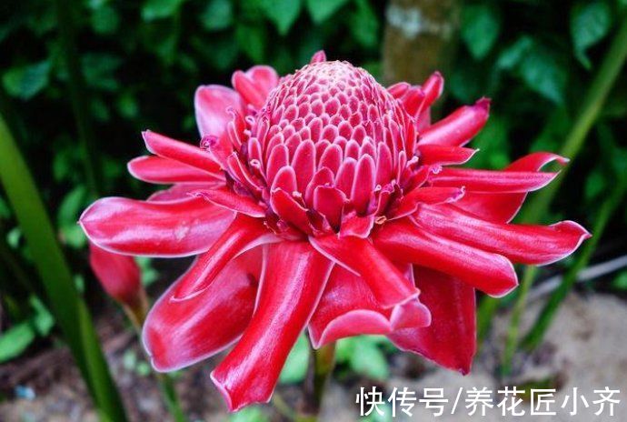 9种“巨花”植物，开花堪比“脸盘”，美得很独特，美得很霸气