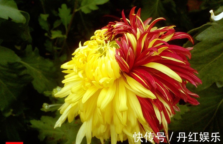 喜欢菊花,不如养盆“菊中珍品”火炼真金,花似鸳鸯,娇艳欲滴!