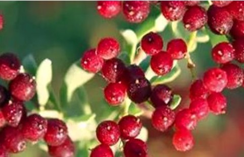 刮油|女性想要身体好,常吃的食物,刮油消脂,排毒清肠,营养又瘦身